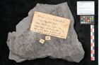 Foto (Objekt + Etikett) von Neuropteris sp.  (NHMW-GEO-2024-0188-10693)